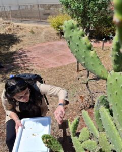 Sustainable conservation. A workshop on Opuntia ficus-indica mucilage (nopal)